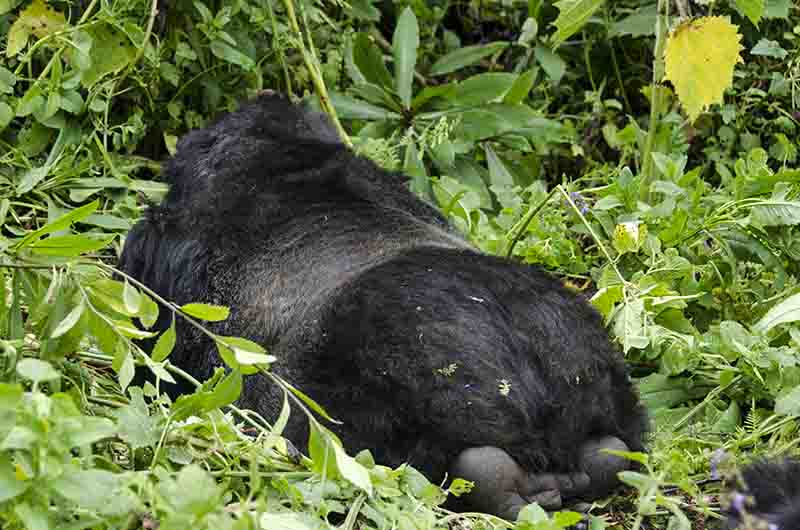12 - Gorila - selva de Virunga - parque nacional de los volcanes - Ruanda